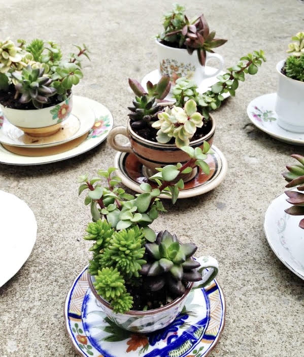 Teacup Succulents
